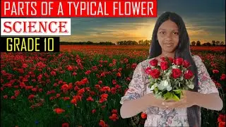 Sexual Reproduction of Plants | Parts of typical Flower | Androecium | Gynoecium | Grade 10 Science