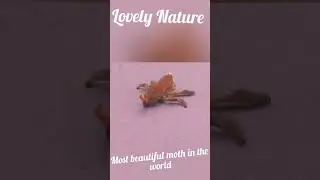 Beautiful Moth | Lovely Nature |  Beautiful World | shots