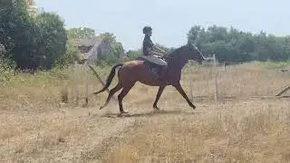 Cheval &agrave; vendre - Jolie pouliche de 4 ans par Fibonacci de Lessac  - Vid&eacute;o 2 - equirodi.com