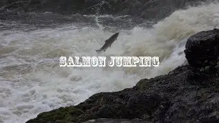 Hoppande Laxar i &Ouml;rekils&auml;lven - Salmon Jumping