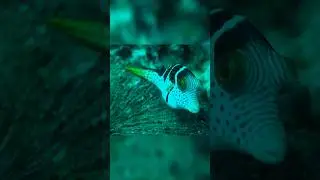 #canthigaster #dive #fish #video #ocean #diving #scubadiving #sealife #video #indonesia