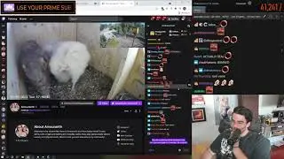 Hasan automodded in Amouranth's stream