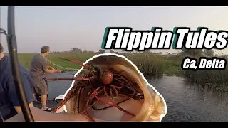 Flippin Tules in Franks Tract