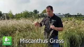 Miscanthus Grass - Archer Services