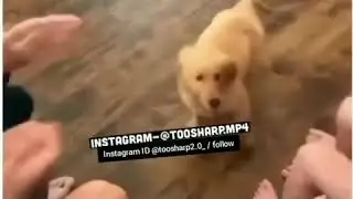TOO SHARP DUBS NEW ANIMAL DUBBING 🤣🤣🤣