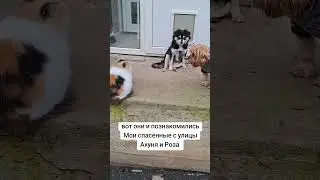 Вот и познакомились Мои спасенные Ахуня и Роза