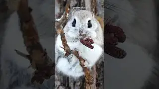 The Cutest Flying Squirrel You Didn&rsquo;t Know Existed 🐿️ #shorts