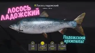Русская Рыбалка 4 - Ладожский архипелаг Лосось ладожский RR4 Ladoga Archipelago Ladoga Salmon