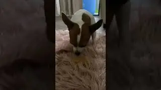 Lucy the gorgeous Chihuahua x Mini Foxy eating peanut butter - try not to laugh