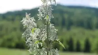 piękno pokrzywy zwyczajnej      Urtica dioica