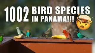 Наблюдение за птицами в Серро-Асуль, ПАНАМА, в отеле The Bird's Nest