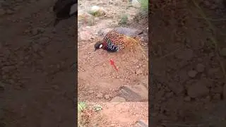 Amazing bird trap | wild bird trap Work 100% | teetar trap #shorts #youtubeshorts