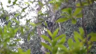 Silvered Langur