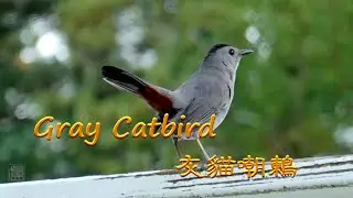 Gray Catbird Call