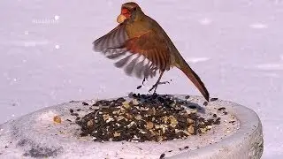 Feeding Birds  (HD)