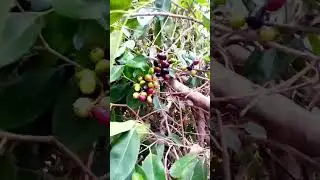 #jamun #farming #fruit #desiviilagelifetstyle