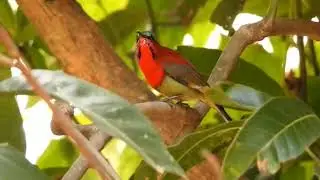 crimson sunbird&nbsp;(Aethopyga siparaja) @ paatlidun Safari lodge bhakrakot mohaan Nainital Uttarakhand