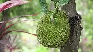 Jackfruit On The Tree Stock Video