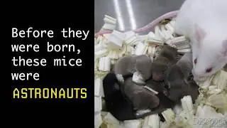 Mice Born from Freeze-dried Space Sperm Are Doing OK