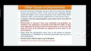 ## Phytotoxicity of Insecticide ##