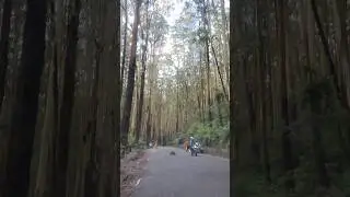 Ooty Pine tree forest || Tamilnadu #travel #ytshorts