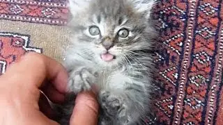 Happy Kitten Playtime