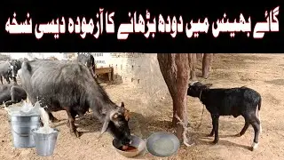 Secret Milk Boost Formula for Buffalo |Gaay aur Bhains mein Doodh Barhanay ka Aazmooda Desi Formula