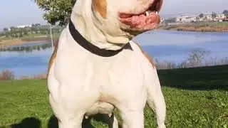 Hembra bulldog americano. GADIRBULLS LA FARAONA