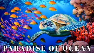 RAJA AMPAT - Paradise of Ocean || Under the Sea Documentary