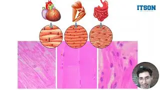 Histolog&iacute;a Veterinaria. Tejido muscular estriado esquel&eacute;tico