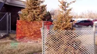 Preventing Deer Damage to Trees | From the Ground Up