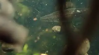 Common Frog tadpoles