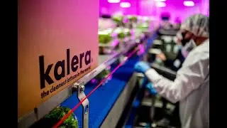 Vertical farmer Kalera delivers the freshest lettuce possible with Philips LED grow lights