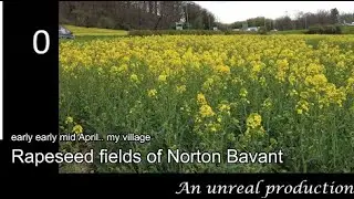 Rapeseed fields of Norton Bavant.. my village Wed 13th April 2022