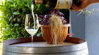 MALVAZIJA - Wines of Croatia