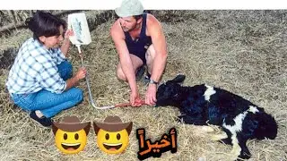 علامات الجفاف عند العجل / انتبه قبل فوات الاوان.