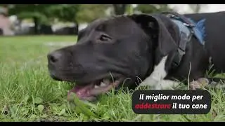 D ball up Dogtrace, spara palle per cani