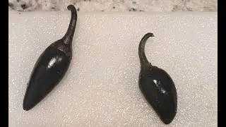Black Panther Pepper x Black Peach Chupetinho Informal Review