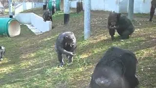 Chimp Forage Outside