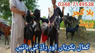 (101)Big goats of Billa gujjar/Billa gujjar ki bari bakriyan/Animal Success