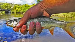 PECANJE SKOBALJA SA REKINSOROM - VLOG