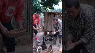 The large farm of soldier Hong's family #family #sungapao #farm #chicks