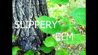 SLIPPERY ELM BARK HARVESTING