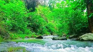 Soothing Forest Stream and Nature Ambiance, Relaxing Sounds to Unwind