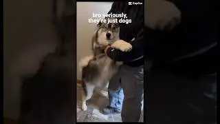 Life is Better with the pomsky Dog 🐕 Fam ❤️