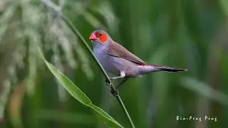橙頰梅花雀/Orange-cheeked Waxbill