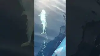 Timur leste part 2 Dogtooth tuna  #fishing #shorts #jigging #viralvideo#nature #tuna
