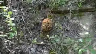 morchella, морхела, смръчкула