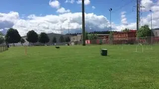 NADAC Hoopers -Agility Freundschaftstraining CH Pfingsten 2017