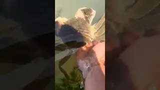 CRAB Just Climbed Onto My Hand |#shorts #ytshorts #viral #trending #shortsfeed @mrfishus24